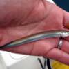 sand eels--a striper favorite