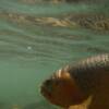 my new underwater camera