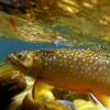 the invasive species