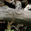 bear claw